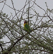 Yellow-collared lovebird (agapornis personatus), Tarangire N.P